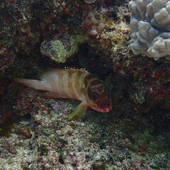 Epinephelus fasciatus