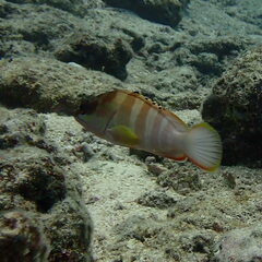 Epinephelus fasciatus