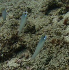 Valenciennea strigata