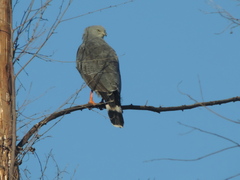 Geranospiza caerulescens