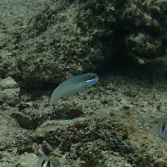 Valenciennea strigata