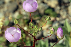 Eremalche rotundifolia