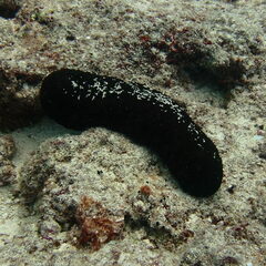 Actinopyga miliaris
