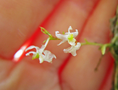 Phymatidium hysteranthum