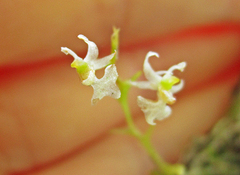 Phymatidium hysteranthum