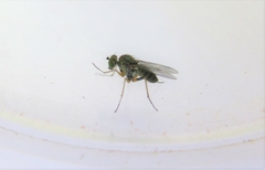 Chrysotus suavis