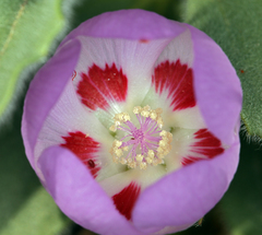 Eremalche rotundifolia