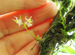 Phymatidium hysteranthum