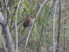 Certhiaxis cinnamomeus