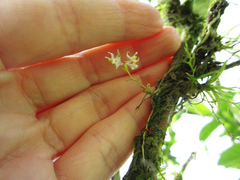 Phymatidium hysteranthum