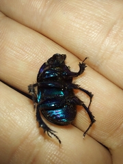 Geotrupidae