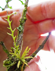 Phymatidium hysteranthum