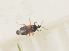 Anthocoris gallarumulmi