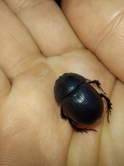Geotrupidae