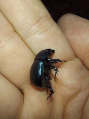 Geotrupidae