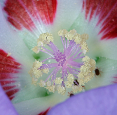 Eremalche rotundifolia