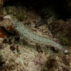 Parapercis clathrata