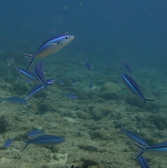 Caesio caerulaurea
