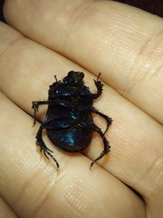 Geotrupidae