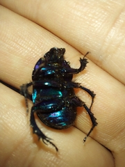 Geotrupidae