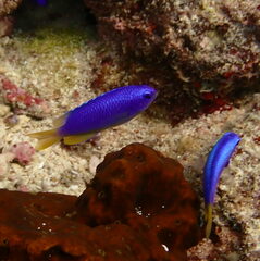 Pomacentrus coelestis