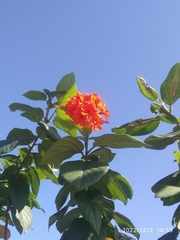 Cordia sebestena