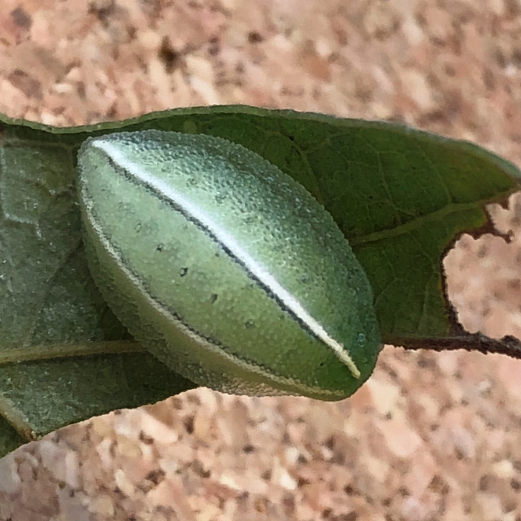 Shagreened Slug Moth