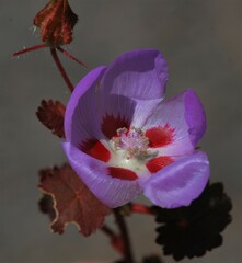 Eremalche rotundifolia