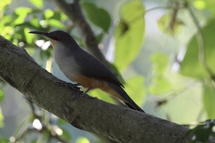 Coccyzus longirostris