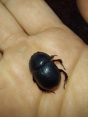 Geotrupidae