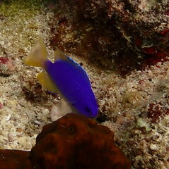 Pomacentrus coelestis