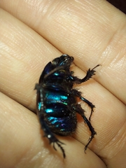 Geotrupidae
