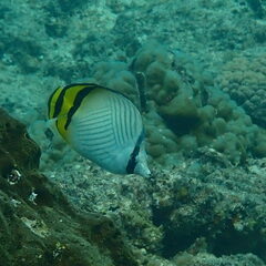 Chaetodon vagabundus