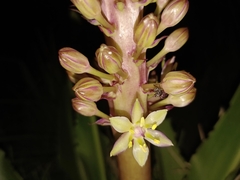 Eucomis autumnalis