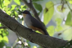 Coccyzus longirostris