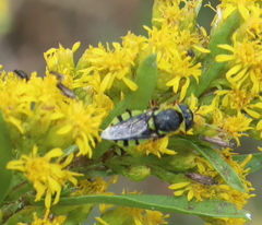 Hedriodiscus truquii