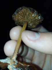 Fungi