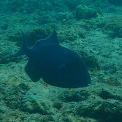 Pseudobalistes fuscus