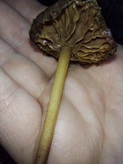 Fungi