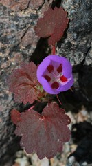 Eremalche rotundifolia