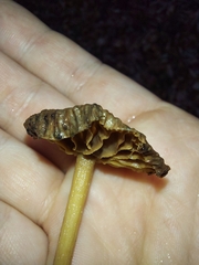 Fungi