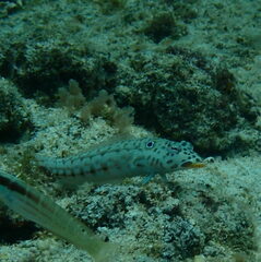 Parapercis clathrata