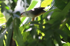 Coccyzus longirostris