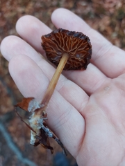 Fungi