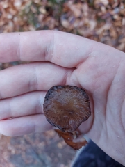 Fungi