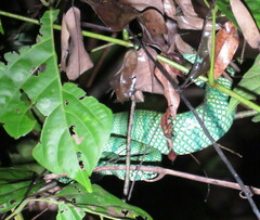Tropidolaemus subannulatus
