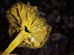 Fungi