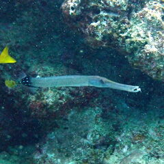 Aulostomus chinensis