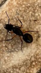 Camponotus renggeri