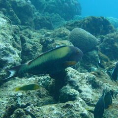 Cetoscarus ocellatus